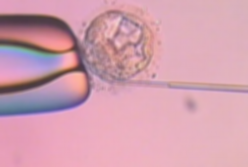 国内代孕网_专业供卵代孕公司,试管婴儿移植前如何调理子宫？