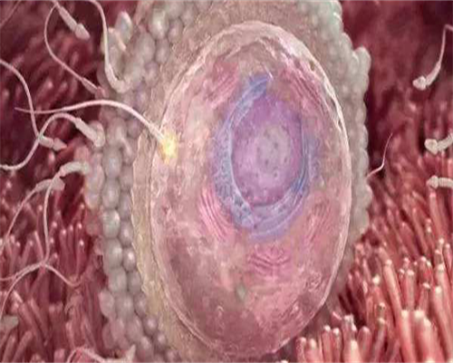 供卵生小孩：试管怀孕同性恋可以去吗 试管怀孕同性恋可行吗？