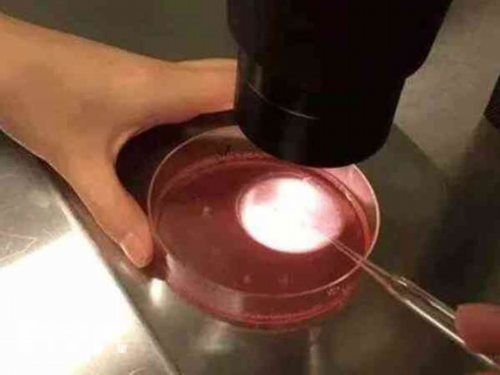 代生产子:吃促排卵药怀孕过程