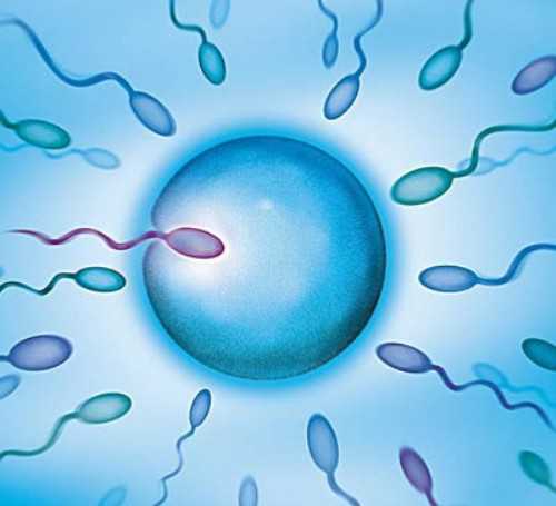 试管胚胎移植后多久着床，试管胚胎移植后的注意事项和着床时间